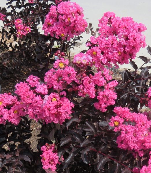 Lagerstroemia Black Diamond Shell pink na kmeni